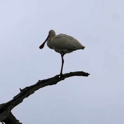 Platalea flavipes (Yellow-billed Spoonbill) at Albury - 8 May 2022 by KylieWaldon