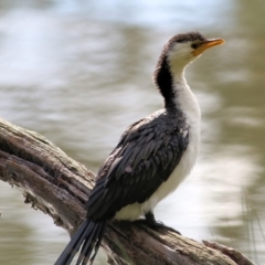 Microcarbo melanoleucos (Little Pied Cormorant) at Albury - 8 May 2022 by KylieWaldon
