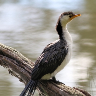 Microcarbo melanoleucos (Little Pied Cormorant) at Albury - 8 May 2022 by KylieWaldon