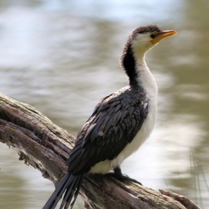 Microcarbo melanoleucos (Little Pied Cormorant) at West Albury, NSW by KylieWaldon