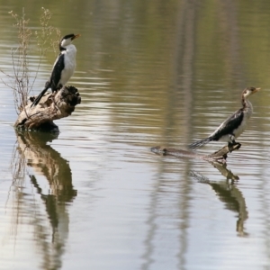 Microcarbo melanoleucos at West Albury, NSW - 8 May 2022