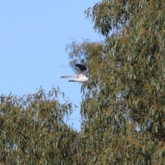 Elanus axillaris (Black-shouldered Kite) at Wodonga, VIC - 7 May 2022 by KylieWaldon