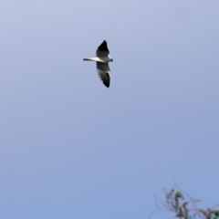 Elanus axillaris at Wodonga, VIC - 8 May 2022