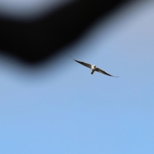 Elanus axillaris at Wodonga, VIC - 8 May 2022