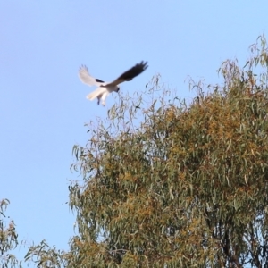 Elanus axillaris at Wodonga, VIC - 8 May 2022