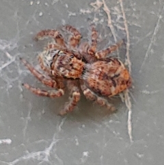 Unidentified Spider (Araneae) (TBC) at suppressed - 25 Apr 2022 by fuchinanature