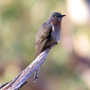 Cacomantis flabelliformis at West Albury, NSW - 8 May 2022 09:14 AM