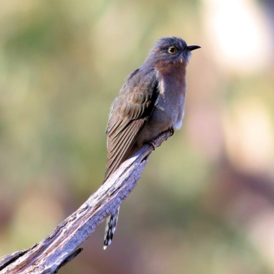 Cacomantis flabelliformis (Fan-tailed Cuckoo) at Albury - 7 May 2022 by KylieWaldon