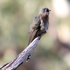 Cacomantis flabelliformis at West Albury, NSW - 8 May 2022 09:14 AM