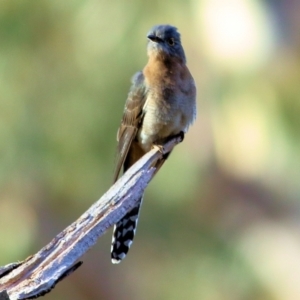 Cacomantis flabelliformis at West Albury, NSW - 8 May 2022 09:14 AM