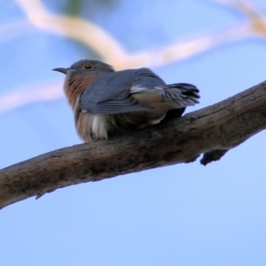 Cacomantis flabelliformis at West Albury, NSW - 8 May 2022 09:14 AM