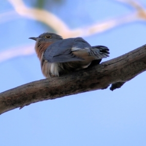 Cacomantis flabelliformis at West Albury, NSW - 8 May 2022 09:14 AM