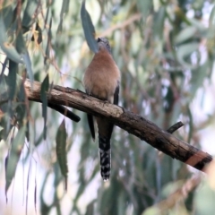 Cacomantis flabelliformis at West Albury, NSW - 8 May 2022 09:14 AM