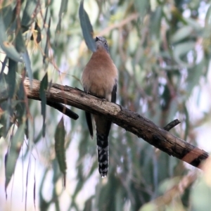 Cacomantis flabelliformis at West Albury, NSW - 8 May 2022 09:14 AM