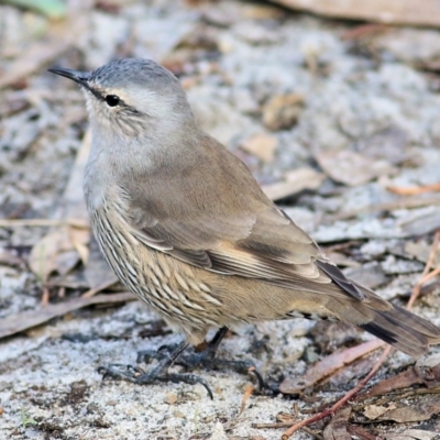 Climacteris picumnus victoriae (Brown Treecreeper) at Horseshoe Lagoon and West Albury Wetlands - 7 May 2022 by KylieWaldon