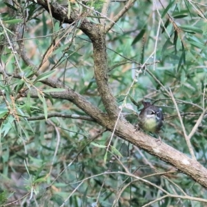 Sericornis frontalis at West Albury, NSW - 8 May 2022 09:48 AM
