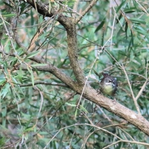 Sericornis frontalis at West Albury, NSW - 8 May 2022