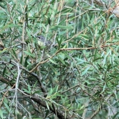 Sericornis frontalis at West Albury, NSW - 8 May 2022