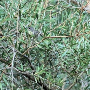 Sericornis frontalis at West Albury, NSW - 8 May 2022