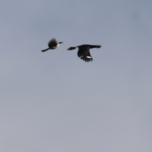 Philemon corniculatus at West Albury, NSW - 8 May 2022 09:50 AM