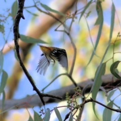 Pardalotus punctatus (Spotted Pardalote) at West Albury, NSW - 7 May 2022 by KylieWaldon