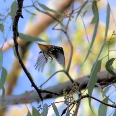 Pardalotus punctatus (Spotted Pardalote) at West Albury, NSW - 8 May 2022 by KylieWaldon