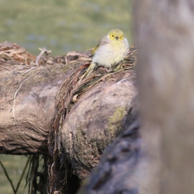 Ptilotula penicillata (White-plumed Honeyeater) at Albury - 7 May 2022 by KylieWaldon