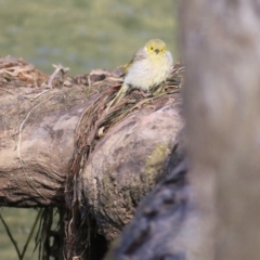 Ptilotula penicillata (White-plumed Honeyeater) at West Albury, NSW - 7 May 2022 by KylieWaldon