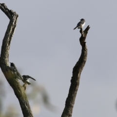 Artamus leucorynchus (White-breasted Woodswallow) at Horseshoe Lagoon and West Albury Wetlands - 7 May 2022 by KylieWaldon