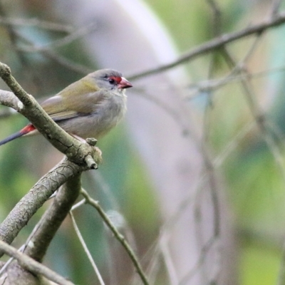 Neochmia temporalis (Red-browed Finch) at Albury - 7 May 2022 by KylieWaldon