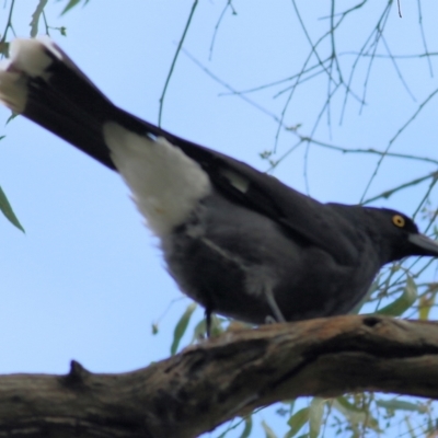 Strepera graculina (Pied Currawong) at Albury - 8 May 2022 by KylieWaldon