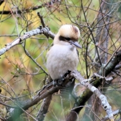 Dacelo novaeguineae (Laughing Kookaburra) at Albury - 8 May 2022 by KylieWaldon