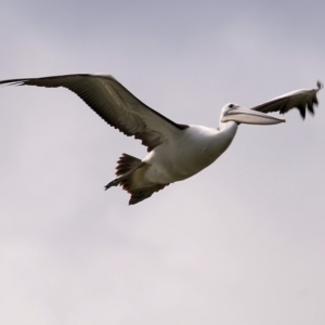 Pelecanus conspicillatus at West Albury, NSW - 8 May 2022 10:13 AM