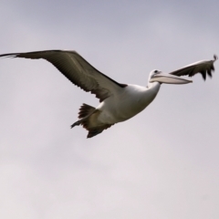 Pelecanus conspicillatus (Australian Pelican) at West Albury, NSW - 8 May 2022 by KylieWaldon