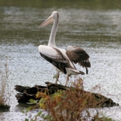 Pelecanus conspicillatus at West Albury, NSW - 8 May 2022 10:13 AM