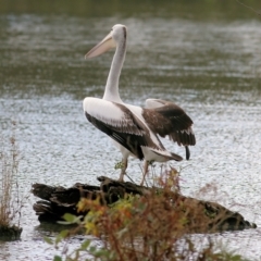 Pelecanus conspicillatus at West Albury, NSW - 8 May 2022