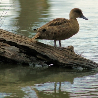 Anas gracilis (Grey Teal) at Horseshoe Lagoon and West Albury Wetlands - 8 May 2022 by KylieWaldon