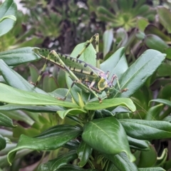 Ephippitytha trigintiduoguttata at Wodonga, VIC - suppressed