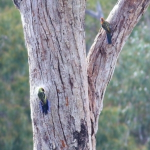 Platycercus elegans flaveolus at West Albury, NSW - 8 May 2022 10:15 AM