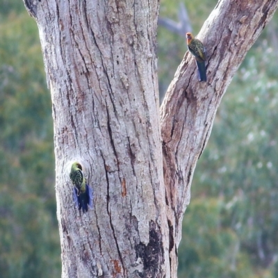 Platycercus elegans flaveolus (Yellow Rosella) at West Albury, NSW - 8 May 2022 by KylieWaldon