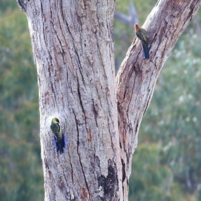 Platycercus elegans flaveolus (Yellow Rosella) at Horseshoe Lagoon and West Albury Wetlands - 8 May 2022 by KylieWaldon