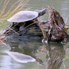 Emydura macquarii (Macquarie Turtle) at Albury - 8 May 2022 by KylieWaldon