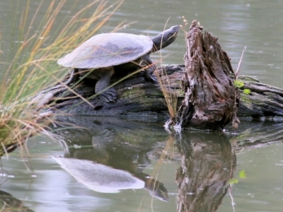 Emydura macquarii (Macquarie Turtle) at West Albury, NSW - 8 May 2022 by KylieWaldon