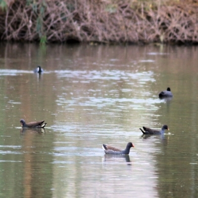 Gallinula tenebrosa (Dusky Moorhen) at Horseshoe Lagoon and West Albury Wetlands - 8 May 2022 by KylieWaldon