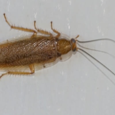 Balta spuria (A Balta Cockroach) at QPRC LGA - 3 May 2022 by WHall