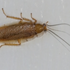 Unidentified Cockroach (Blattodea, several families) (TBC) at Googong, NSW - 3 May 2022 by WHall