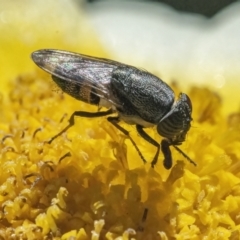 Stomorhina sp. (genus) (Snout fly) at Googong, NSW - 8 May 2022 by WHall