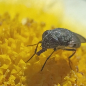 Stomorhina sp. (genus) at QPRC LGA - 8 May 2022