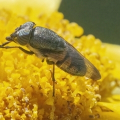 Stomorhina sp. (genus) at QPRC LGA - 8 May 2022