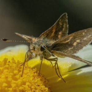 Taractrocera papyria at Googong, NSW - 8 May 2022